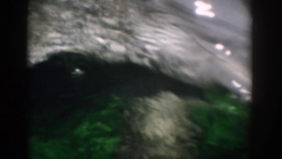 1959 Florida 8mm frame showing a dolphin near the surface of green aquarium water, seen through soft grain and dark frame borders.
