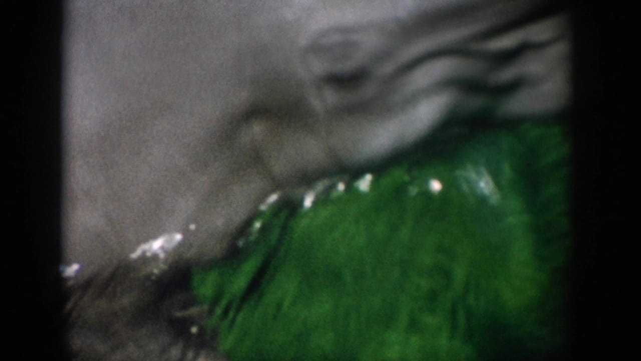 Dolphin surfaces close to the camera behind aquarium glass.