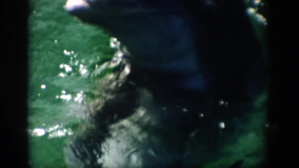 Underwater 8mm frame from 1959 Florida showing part of a dolphin and flipper moving through green aquarium water.