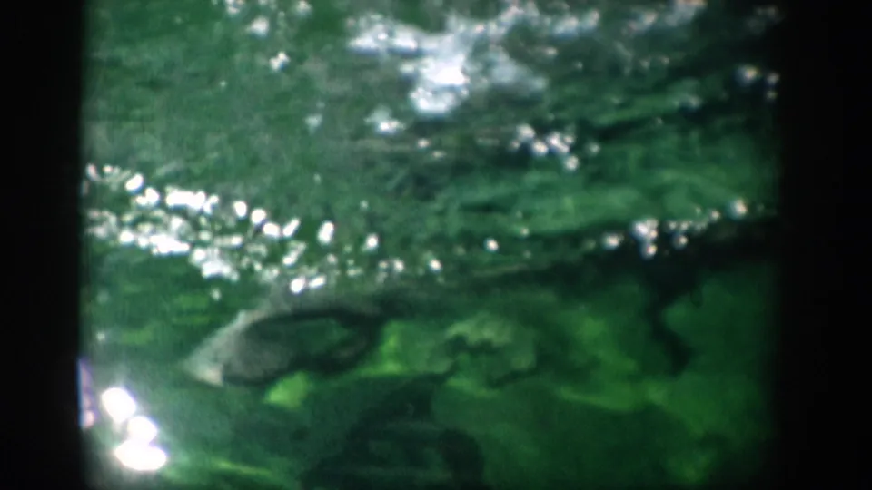 1959 Florida home-movie frame showing a dolphin swimming beneath rippled green aquarium water with bright surface reflections.