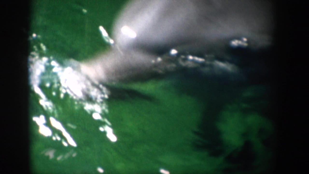 A dolphin passes near the camera in green-tinted aquarium water in 1959 Florida 8mm footage, with bubbles and surface glare visible.