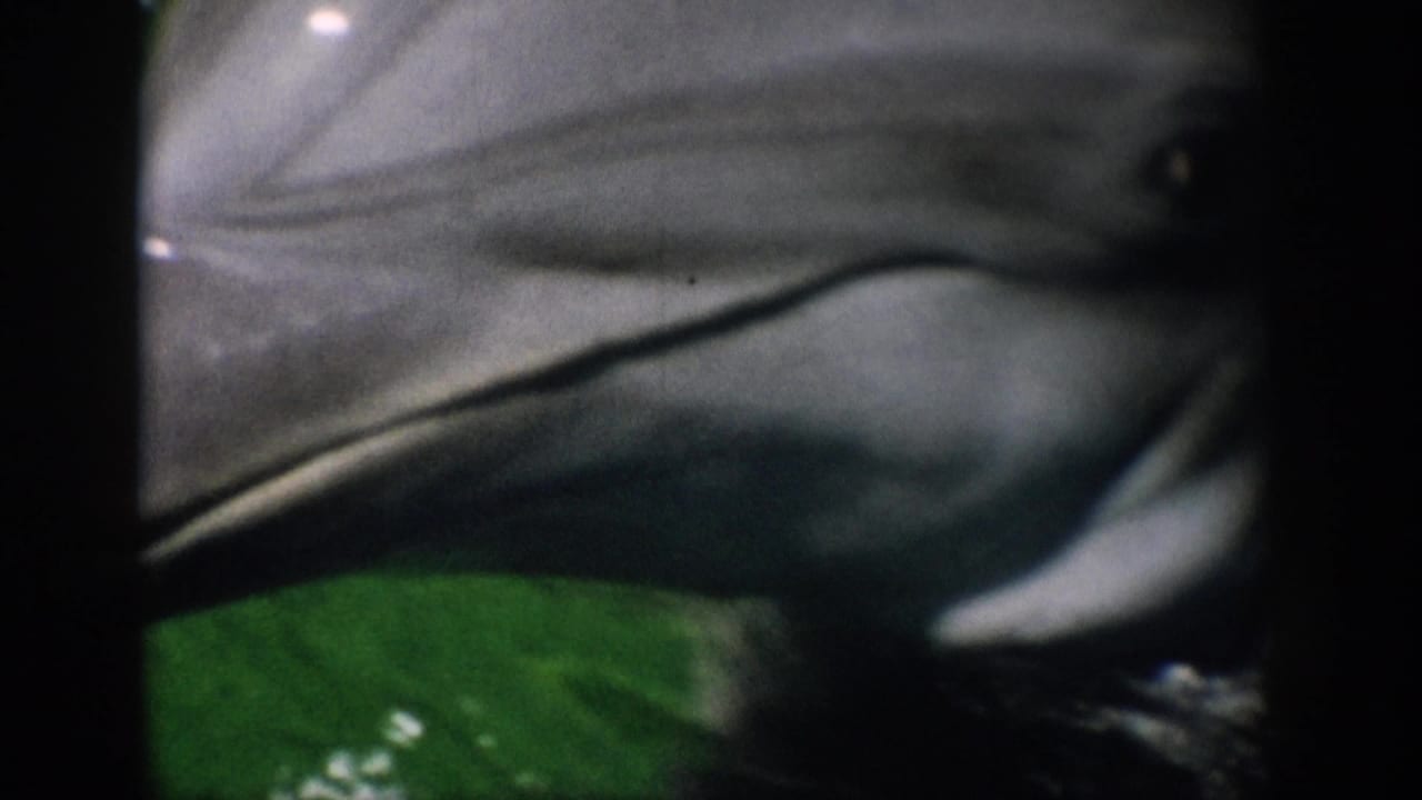Close view of a dolphin's head and body beside a dark tank edge.
