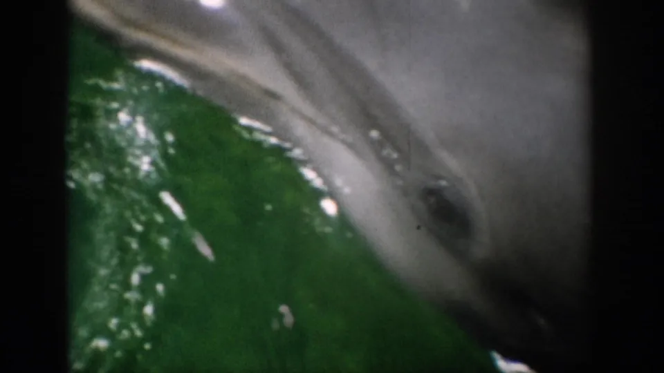 The dolphin turns close to the lens in green aquarium water, with its face, eye area, and body softly rendered by the 8mm scan.