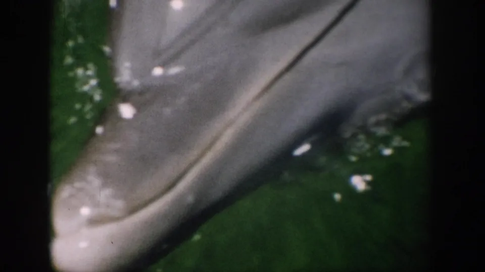 A dolphin angles across the frame in green aquarium water, its pale gray body and head visible against bubbles and dark tank framing.