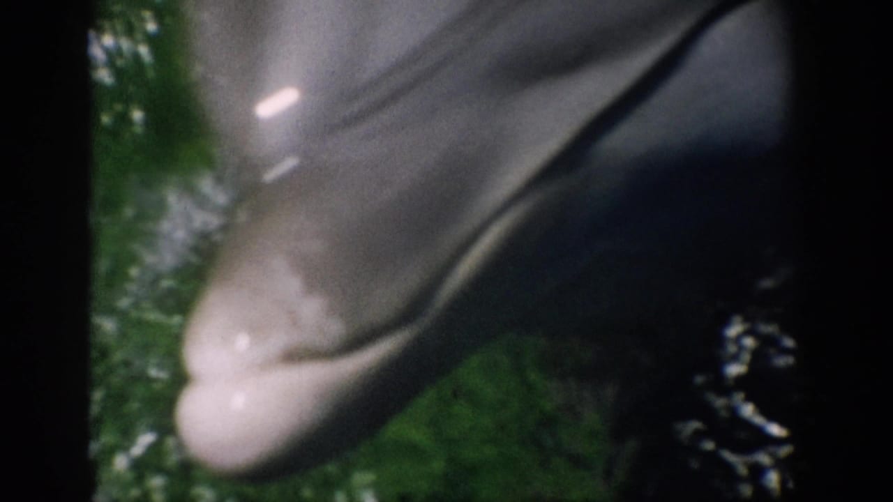 1959 Florida 8mm frame showing a gray dolphin close to the camera in green-tinted water with bright reflections.