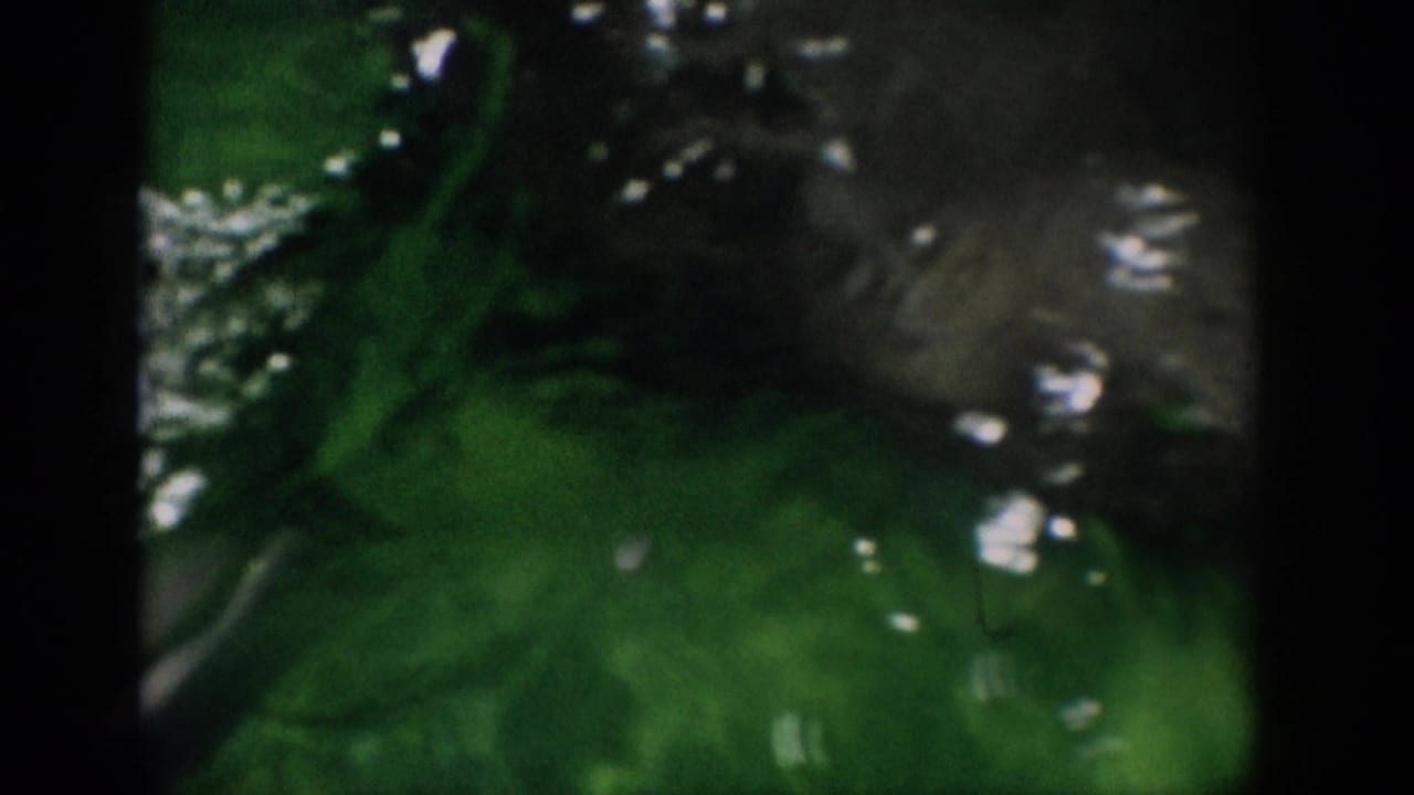 Dolphin body partly visible under rippling green water.