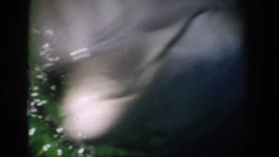 1959 Florida 8mm frame showing a soft close-up of a dolphin crossing the frame in green water.