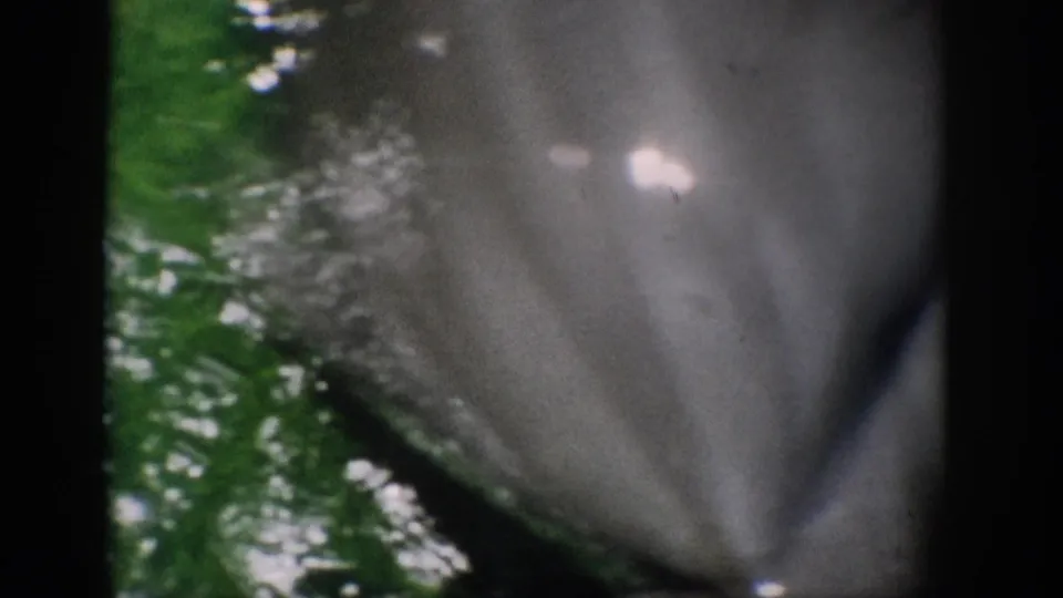 1959 Florida 8mm frame with the dolphin’s head and body near the lens amid green water and bright glare.