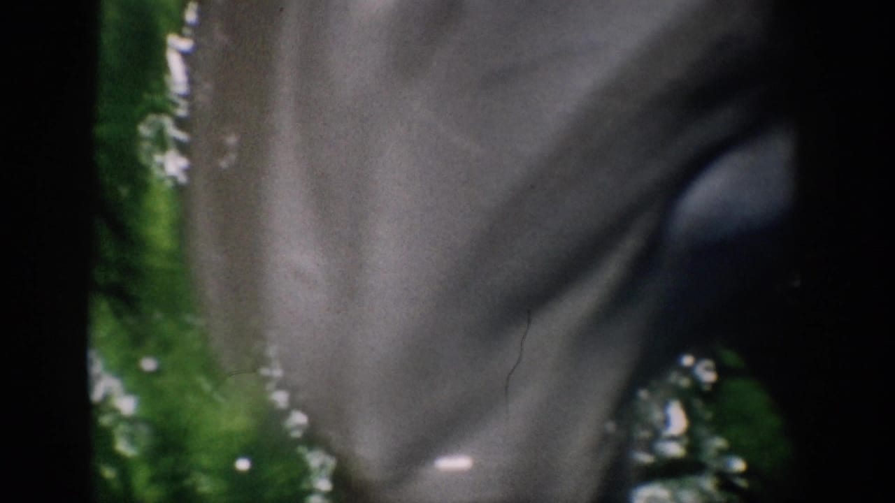 1959 Florida 8mm frame showing a close view of a gray dolphin passing through green-tinted pool water.