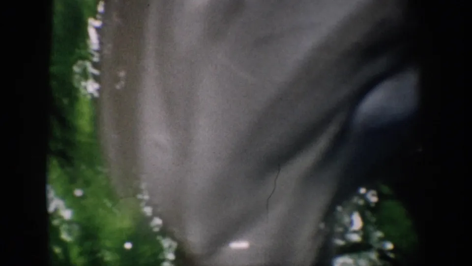 1959 Florida 8mm frame showing a close view of a gray dolphin passing through green-tinted pool water.