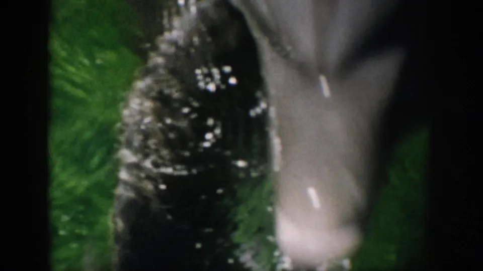 1959 Florida 8mm frame with a gray dolphin partly visible beside dark vertical framing and green water reflections.