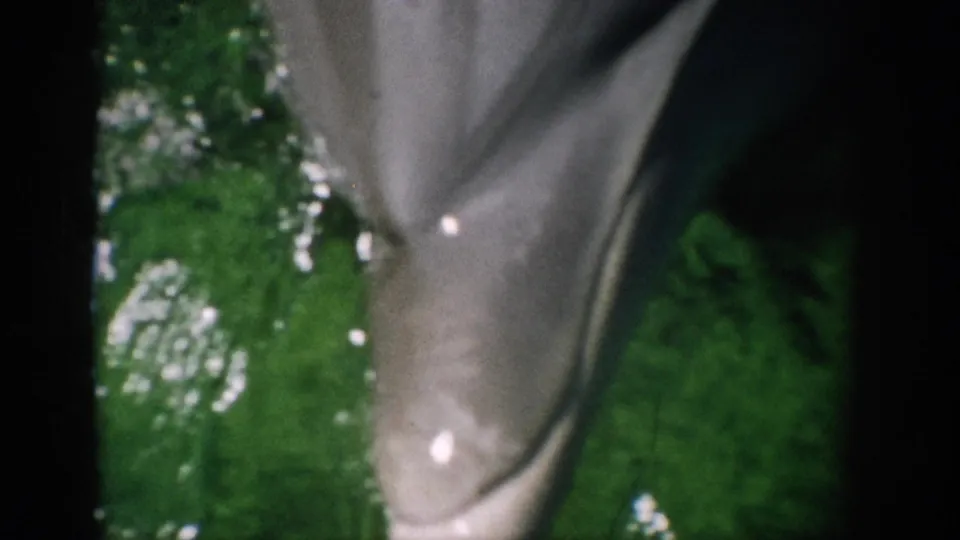 1959 Florida 8mm frame showing the dolphin's smooth gray body curving through green water with reflected light.