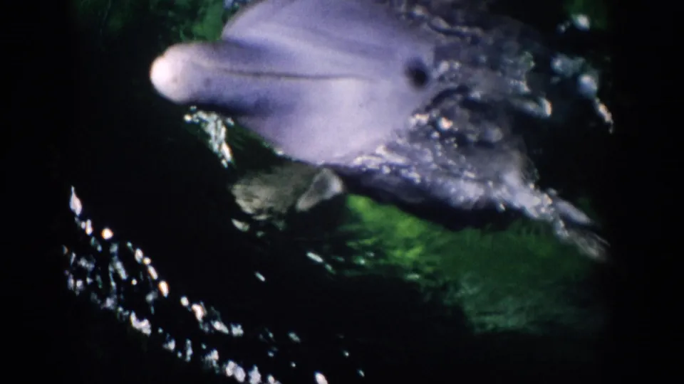 Gray dolphin surfaces in dark green water, with white splashes and film grain visible in the 1959 Florida footage.