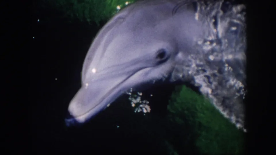 Close 8mm view of a dolphin head and curved body moving through green water in Florida footage from 1959.