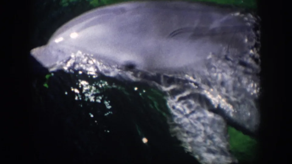 1959 Florida frame showing a dolphin gliding across dark green water with a foamy splash along its side.