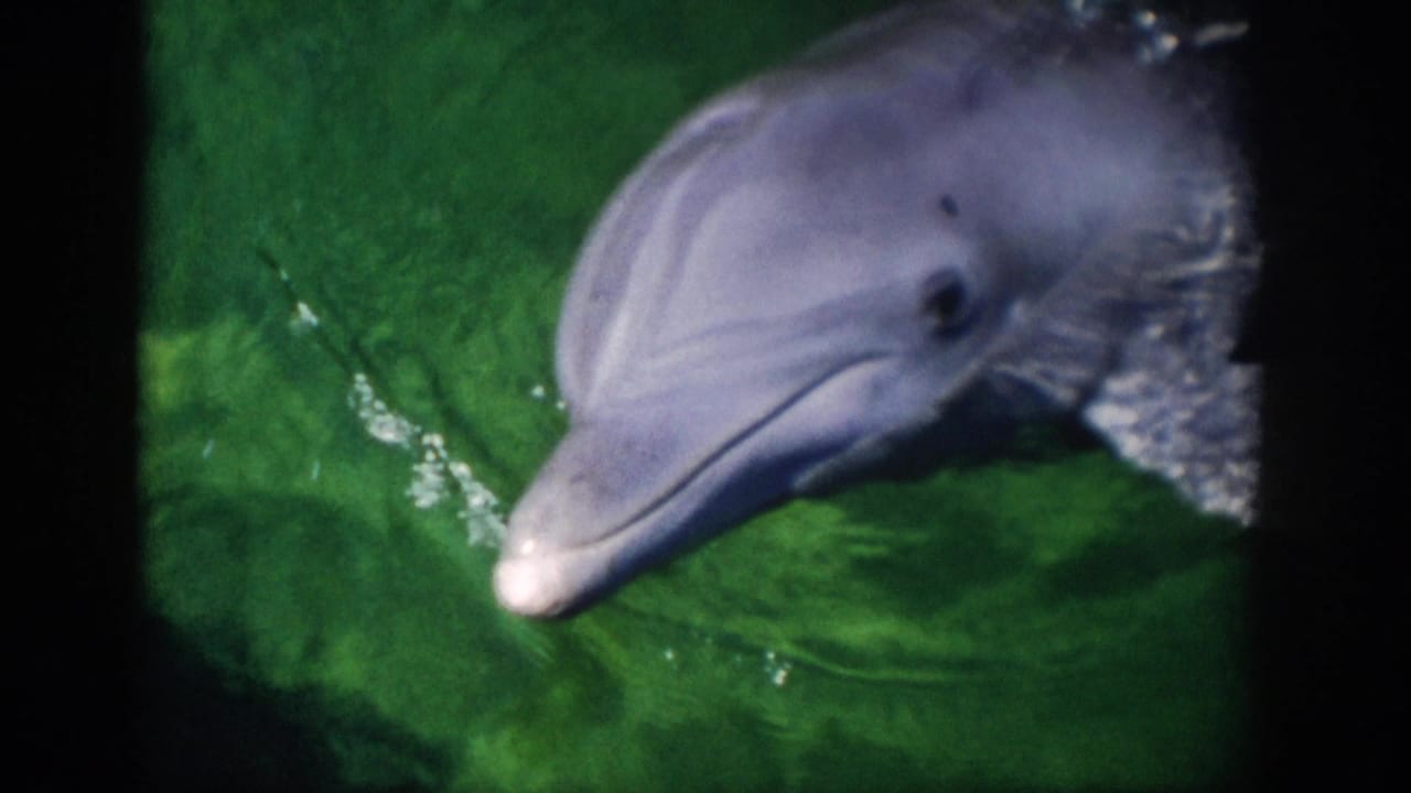 1959 Florida 8mm frame showing a gray dolphin surfacing close to the camera in green water with visible ripples and soft film grain.