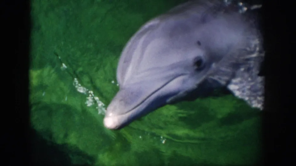 1959 Florida 8mm frame showing a gray dolphin surfacing close to the camera in green water with visible ripples and soft film grain.