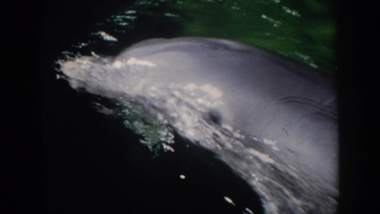 Dolphin gliding near the water surface with white splash along its side.