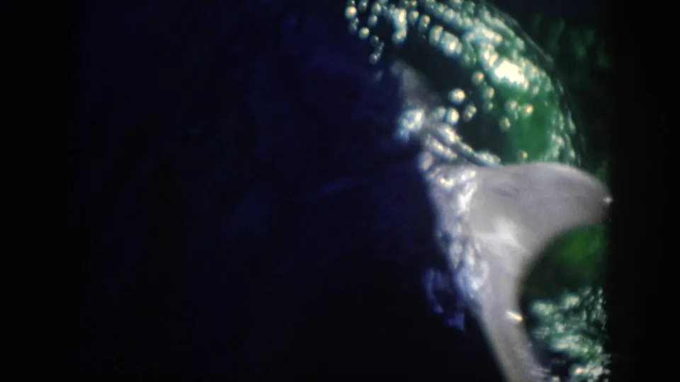 1959 Florida 8mm frame with a partial view of the dolphin turning through blue-green water, leaving bubbles and bright reflections behind.