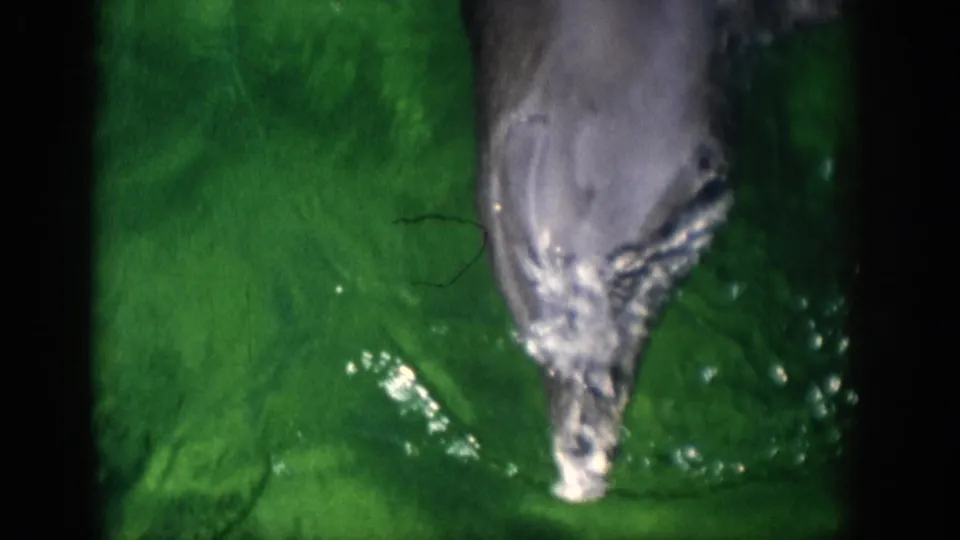 1959 Florida 8mm frame showing a dolphin angled downward in green water, with its head, eye area, ripples, and splash texture visible.