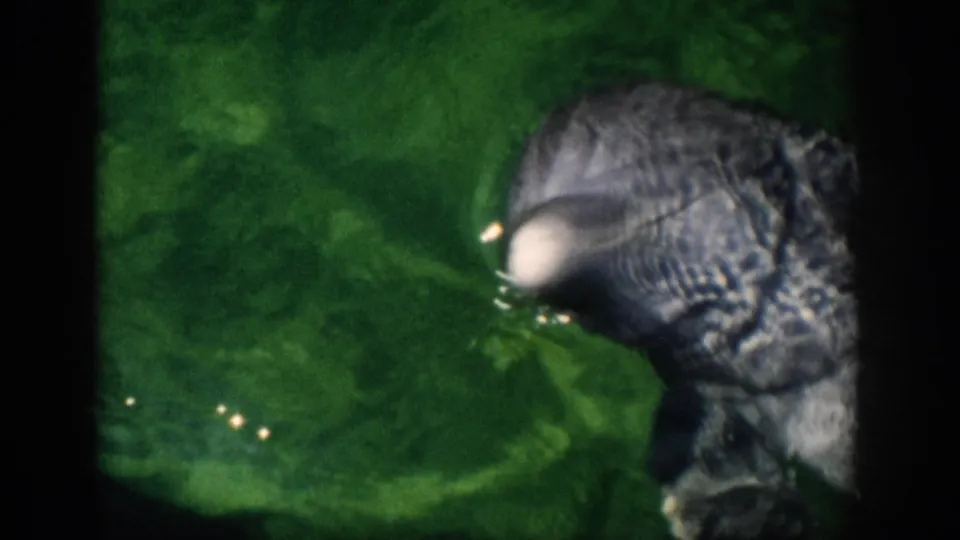 1959 Florida 8mm frame with a dolphin near the right edge, seen close to the surface in green, rippling water.