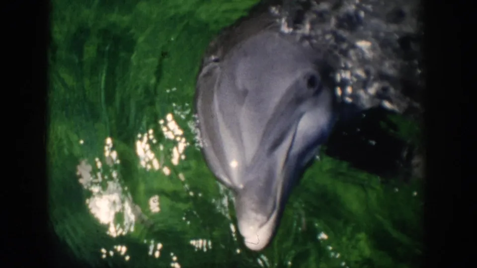 1959 Florida 8mm frame showing a close view of a dolphin face and body angled through green water with reflected light.