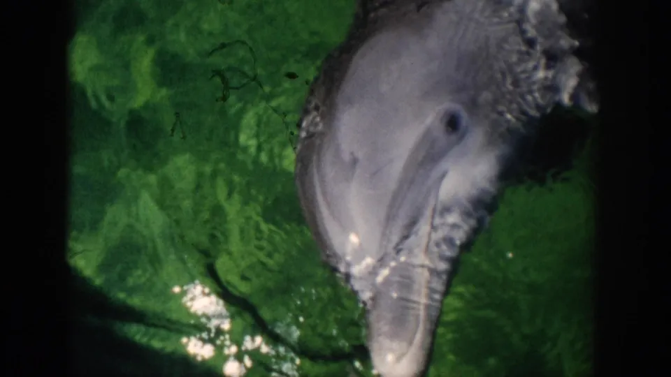 1959 Florida 8mm frame showing a dolphin face close to the camera in green water, with ripples, glare, and visible film marks.