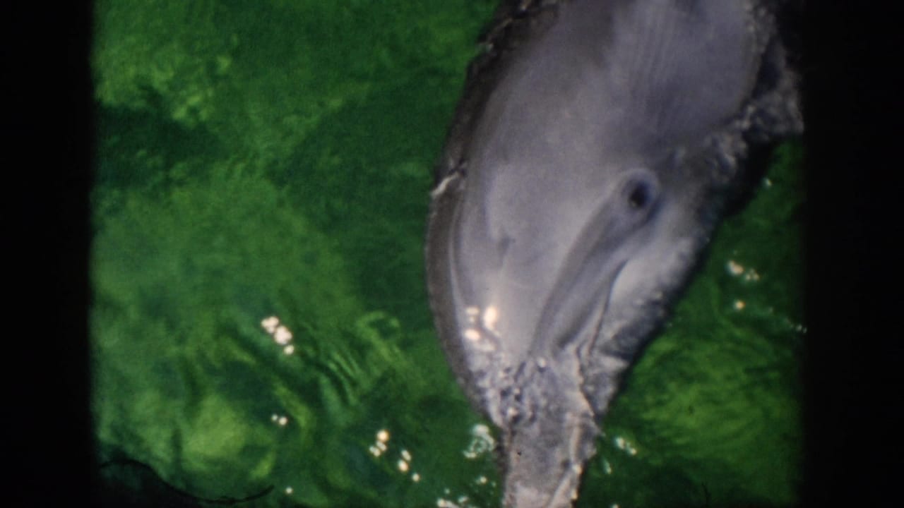 Gray dolphin muzzle near the surface of green water with bubbles and dark film borders.