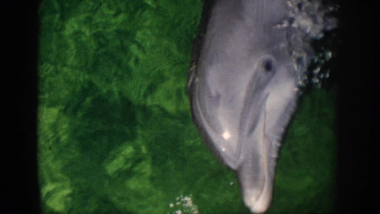 Dolphin head and muzzle seen from above in green water with bubbles along the edge.