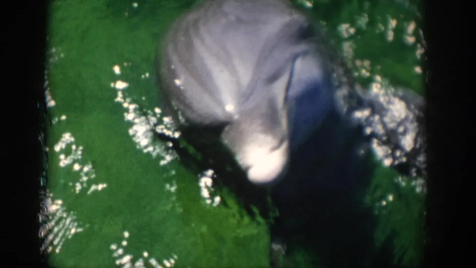 1959 Florida 8mm frame with a soft-focused dolphin muzzle near the camera, surrounded by green water, bright glare, and ripples.