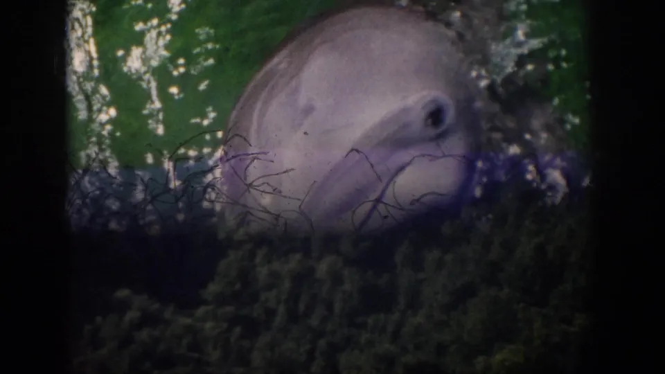 1959 Florida 8mm frame showing a dolphin head partly hidden near dark vegetation or film edge, with green water and bubbles around it.