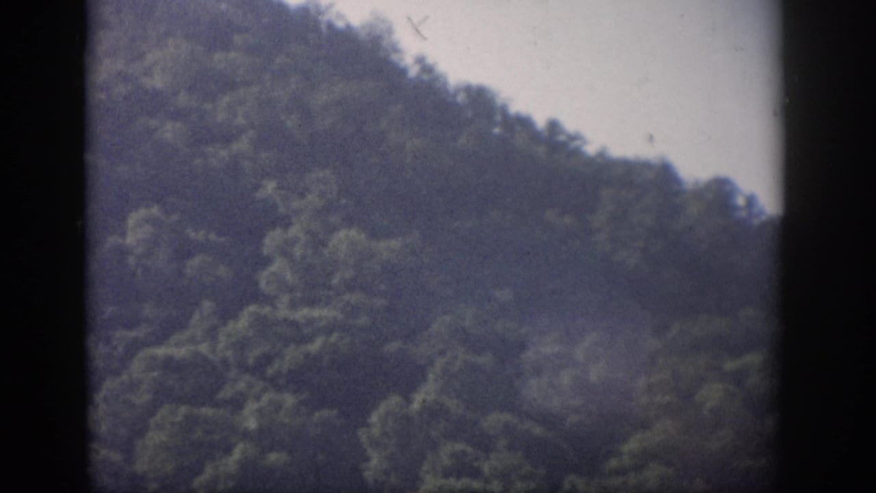 1959 Florida 8mm frame showing a dense wooded hillside under pale sky with soft focus and dark gate edges.