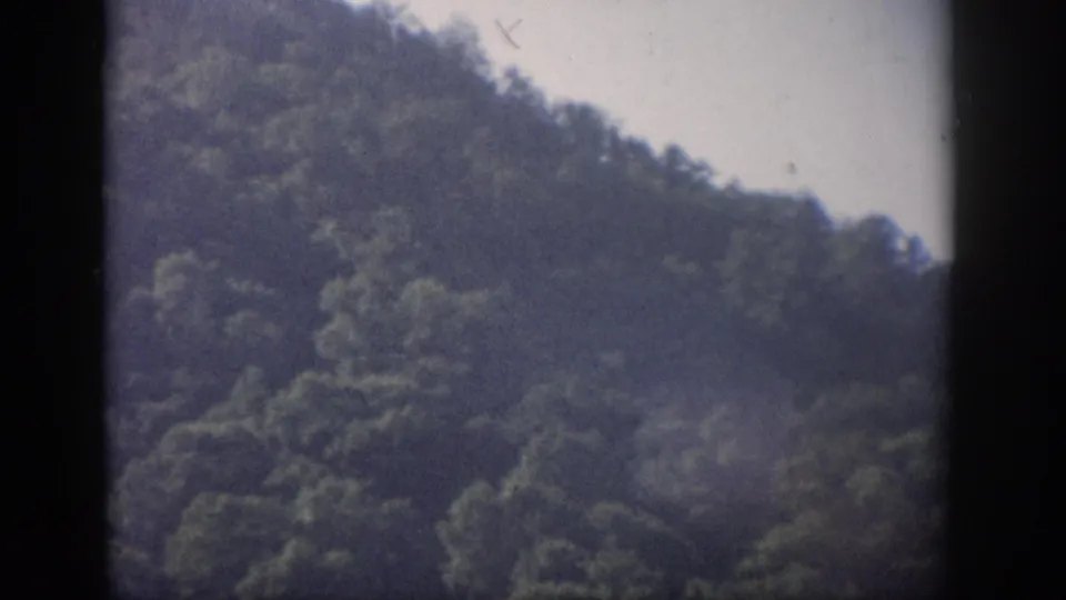 1959 Florida 8mm frame showing a dense wooded hillside under pale sky with soft focus and dark gate edges.