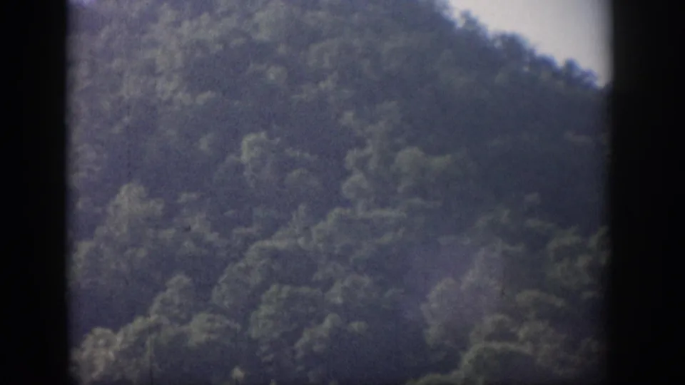 1959 Florida 8mm view of shaded hillside trees, softened by faded color and home-movie grain.