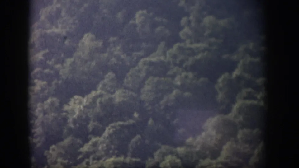 1959 Florida home-movie frame focused on dense hillside vegetation with dark gate edges and visible grain.