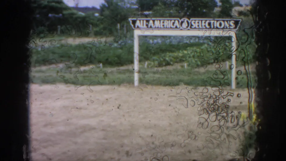 1962 Blainsport nursery view with an All-America Selections sign, low planting beds, and soft 8mm contact-frame texture.