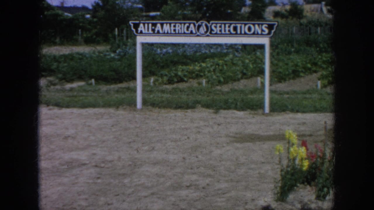 All-America Selections sign above garden beds with flowers at the right edge.