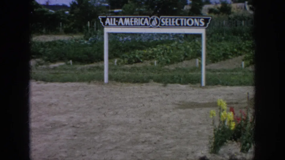 1962 Blainsport garden display with an All-America Selections sign, open ground, flower stalks, and nursery beds beyond.