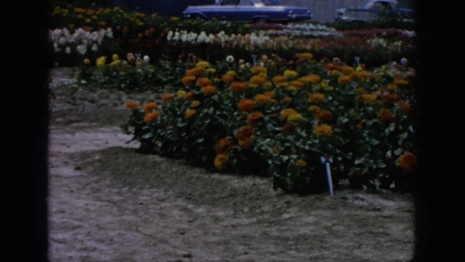 1962 Blainsport nursery flower bed with orange and yellow blooms, a small plant marker, and a blue period car behind the display.