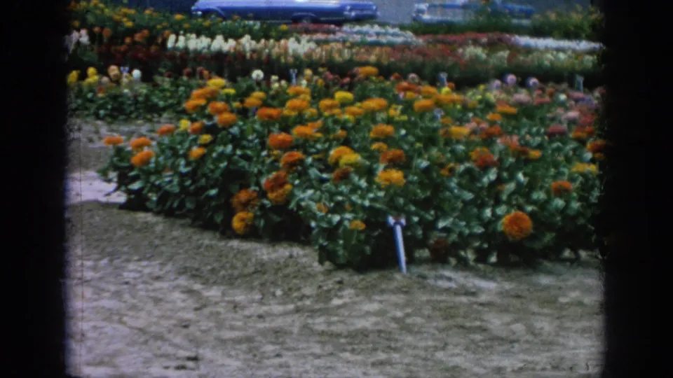 1962 Blainsport nursery display showing dense orange and yellow blooms, green leaves, a small marker, and planted rows in the background.