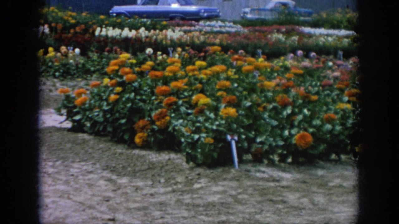 1962 Blainsport garden view with orange flowers in the foreground, garden paths, trees, and a blue car in the background.