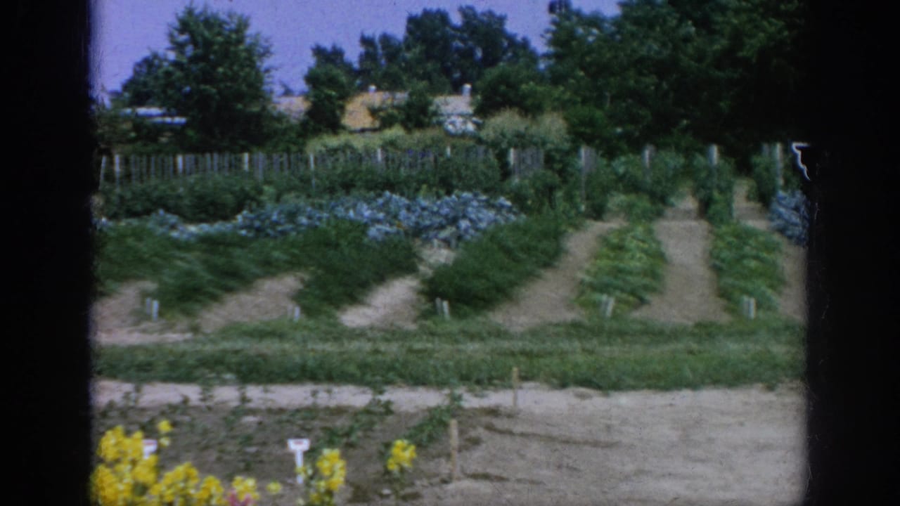Vegetable rows and garden paths with trees and fencing in the background.