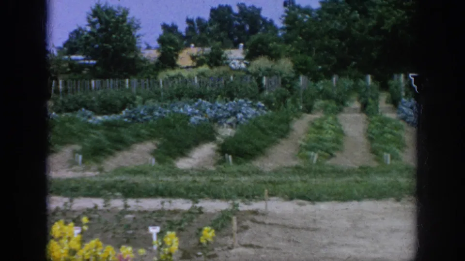 1962 Blainsport garden rows with green plants, soil paths, small markers, fencing, trees, and open sky.