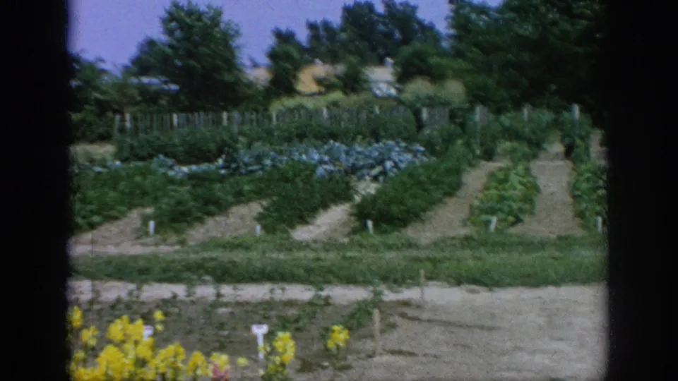 1962 Blainsport vegetable garden with planted rows, leafy crops, white markers, trees, and yellow flowers near the foreground.