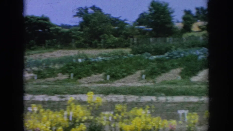 1962 Blainsport 8mm frame showing green garden beds, yellow flowers, soil paths, trees, and a faint parked car beyond the plants.