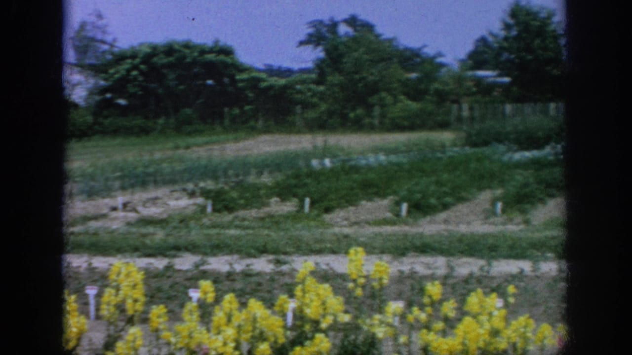 1962 Blainsport, Pennsylvania 8mm frame showing garden rows, yellow flowers, open soil, trees, and distant low buildings.