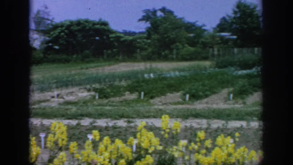 1962 Blainsport, Pennsylvania 8mm frame showing garden rows, yellow flowers, open soil, trees, and distant low buildings.