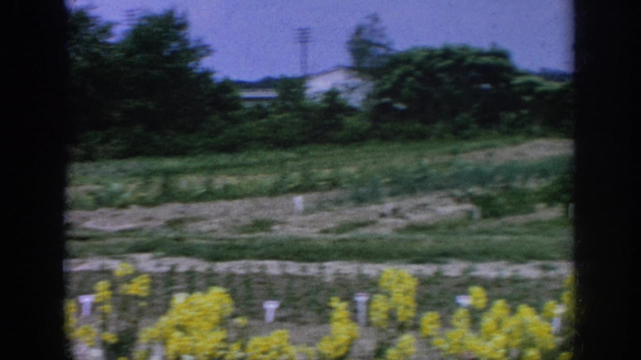 Flower beds and garden rows with yellow blooms, trees, and distant structures.