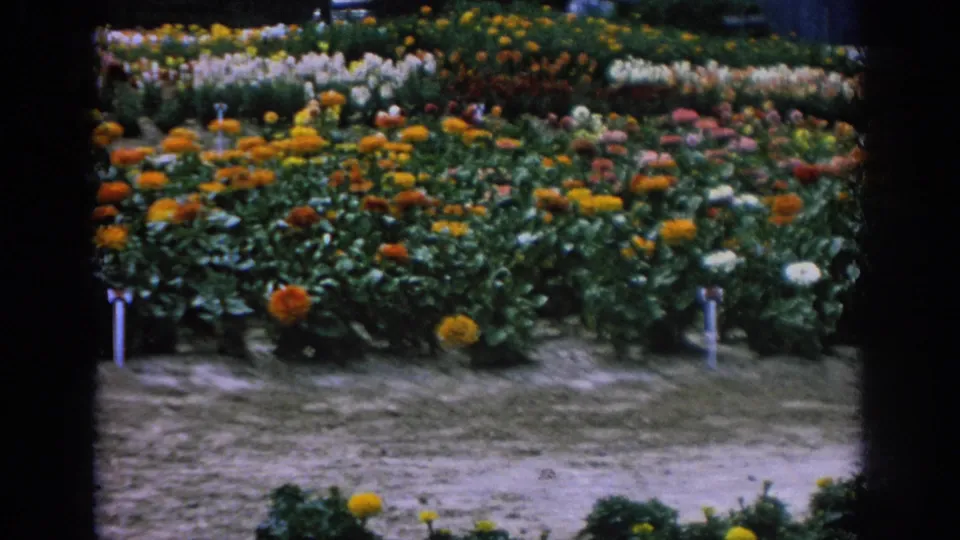 1962 Blainsport, Pennsylvania 8mm frame with dense rows of colorful flowers, white plant markers, green leaves, and a dirt path.