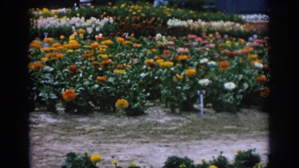 1962 Blainsport, Pennsylvania garden frame showing orange, yellow, white, and pink flowers arranged in rows with markers and soil paths.